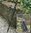 Irish Walking Stick - Blackthorn Cane